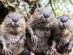 -新疆天山野生动物园