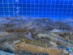 -必点蒸汽海鲜(止锚湾店)