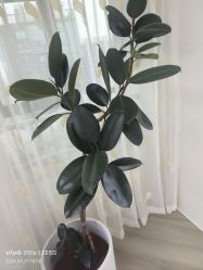 -HEYAN荷妍专业脱毛连锁机构