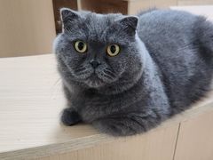 -鼓捣猫呢主题猫咖店