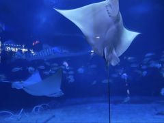 -烟台海昌鲸鲨海洋公园