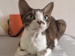 -momokira米努特·德文卷毛猫·棉花面纱犬