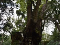 -来宫神社