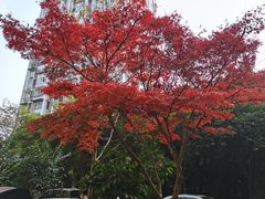 -重庆彩云湖湿地公园