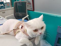 -博特宠物医院24h犬猫全科.骨科·异宠
