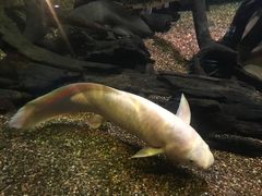 -悉尼海洋生物水族馆