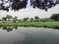 -无锡蠡湖国家湿地公园-蠡园