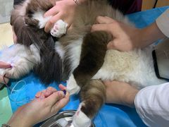 -艾贝尔宠物医院·24H转诊中心·肿瘤猫专科(江宁双龙店)