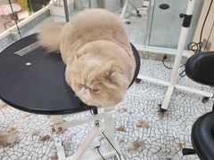-momokira米努特·德文卷毛猫·棉花面纱犬
