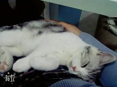 -喵的天空名猫咖啡馆·撸猫·猫舍·用品