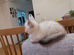 -欣宠猫屋·矮脚拿破仑·蓝金金渐层