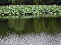 -前关湿地公园