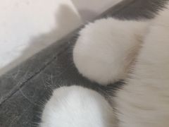 -平行世界·猫咖(首经贸店)