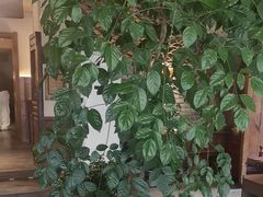 -慢丽江·云南野生菌土鸡锅(付家庄店)