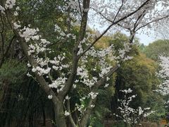 -武汉大学-樱园