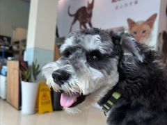 -瑞派申生动物医院·24H夜诊·国际动物医疗中心·骨外科(吴中路店)