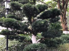 -龙头寺公园