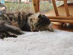 -李小姐の猫咖啡馆(五角场店)