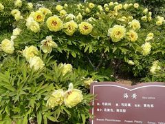 -曹州百花园