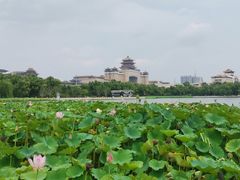 -莲花池公园