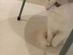 -飞行喵MR PILOT|猫舍·猫咖(静安大融城店)