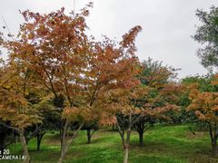 -洨河生态公园