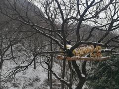 -抱龙峪