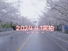 -高东镇樱花园
