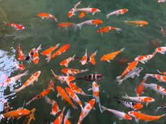 -南宫五洲植物乐园