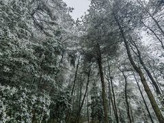 -铁山坪森林公园