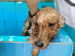 -良成狗狗乐园
