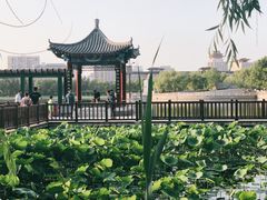 -莲花池公园