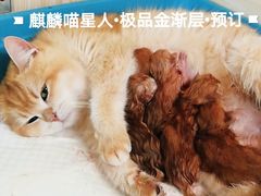 -十年猫舍·猫咪专门店(普陀店)