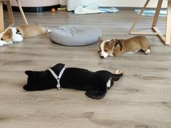 -浣熊柯尔鸭土拨鼠·电玩咖