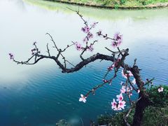 -南汇桃花村