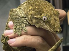 -酷以爬仙阁实体爬宠店·守宫·蜥蜴·专业繁育