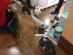 -李小姐の猫咖啡馆(五角场店)