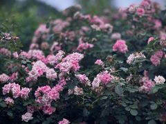 -国家植物园