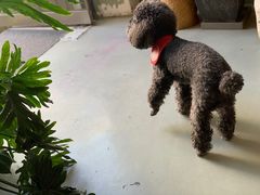 -唐咖精品咖啡(大理古城手冲店)