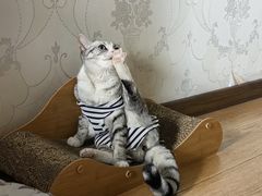 -美联众合宠物医院·爱萌分院·内外科·猫科中心