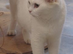 -楼上猫咖(罗湖店)