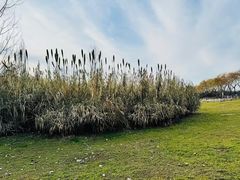 -洨河生态公园