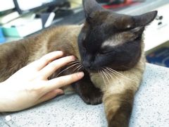 -安安宠物医院(情缘分院)