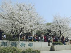 -武汉大学-樱园