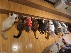 -啵啵喵·猫咖(攀华国际店)