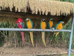 -西霞口神雕山野生动物世界