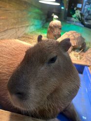 -Zoolung Zoolung动物主题公园(海信广场店)