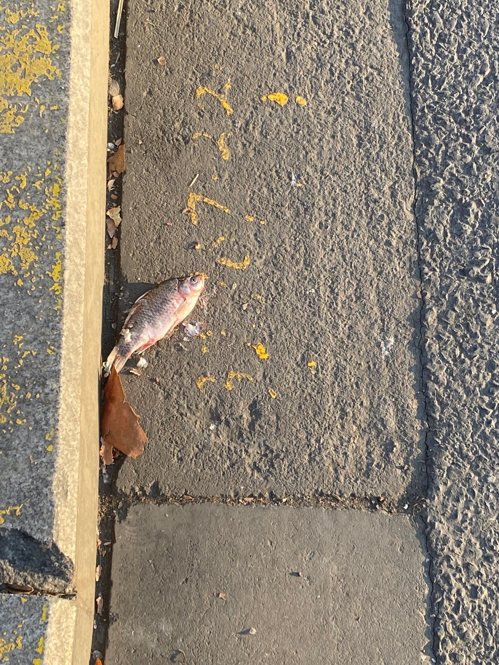 世界上多了一条伤心的鱼