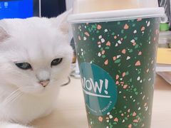 -WOW coffee