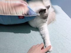 -喵的天空名猫咖啡馆·撸猫·猫舍·用品